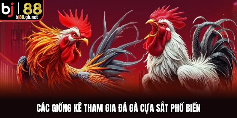 Các giống kê tham gia đá gà cựa sắt phổ biến