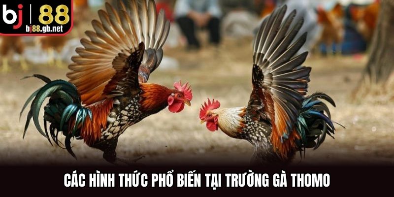 Các hình thức phổ biến tại trường gà Thomo