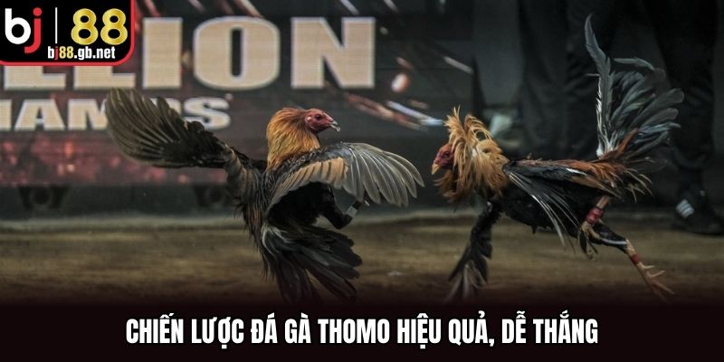 Chiến lược đá gà Thomo hiệu quả, dễ thắng