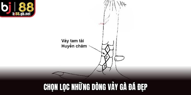 Chọn lọc những dòng vảy gà đá đẹp