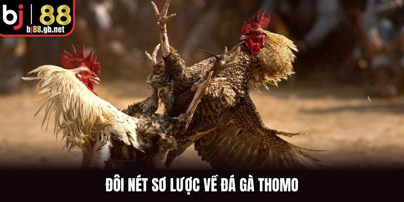 Đôi nét sơ lược về đá gà Thomo
