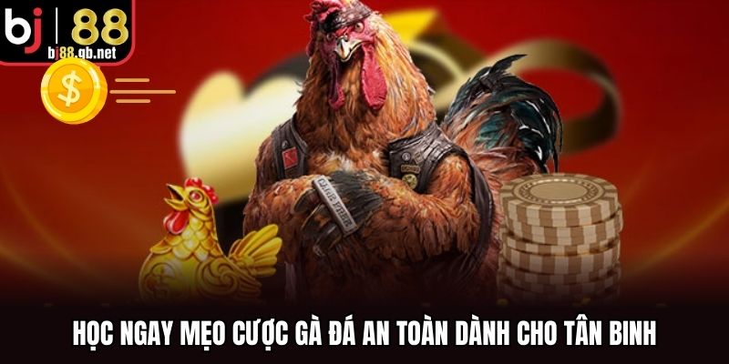 Học ngay mẹo cược gà đá an toàn dành cho tân binh