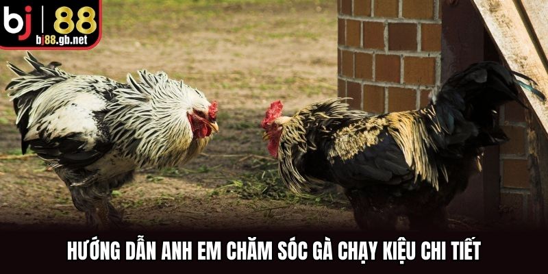 Hướng dẫn anh em chăm sóc gà chạy kiệu chi tiết