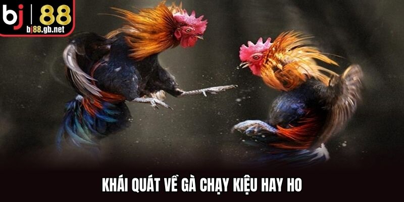 Khái quát về gà chạy kiệu hay ho