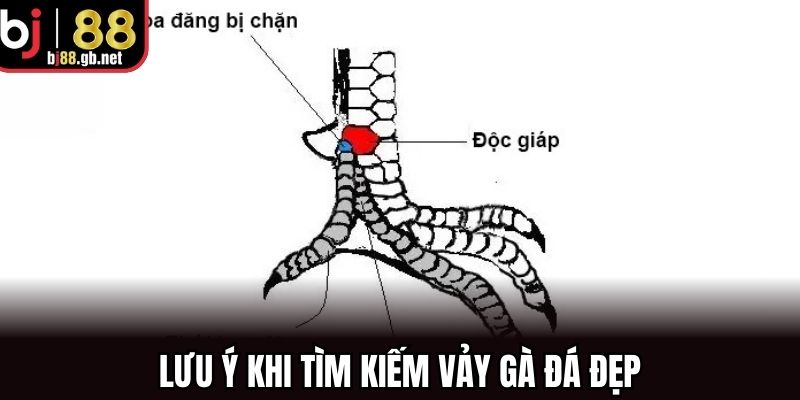 Lưu ý khi tìm kiếm vảy gà đá đẹp