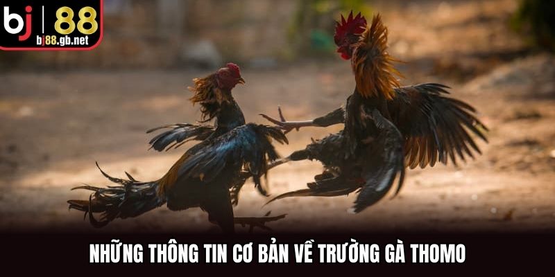 Những thông tin cơ bản về trường gà Thomo