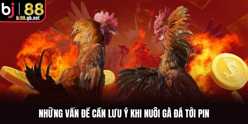 Những vấn đề cần lưu ý khi nuôi gà đá tới pin