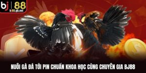 Nuôi Gà Đá Tới Pin