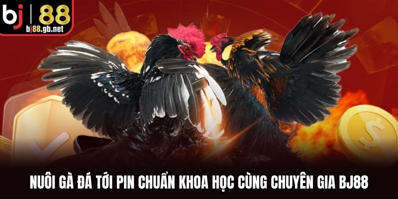 Nuôi Gà Đá Tới Pin