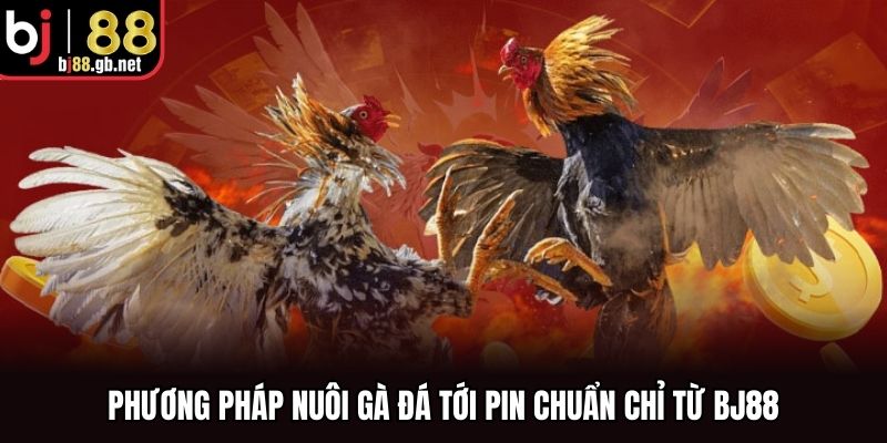 Phương pháp nuôi gà đá tới pin chuẩn chỉ từ BJ88