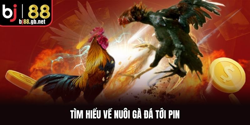 Tìm hiểu về nuôi gà đá tới pin