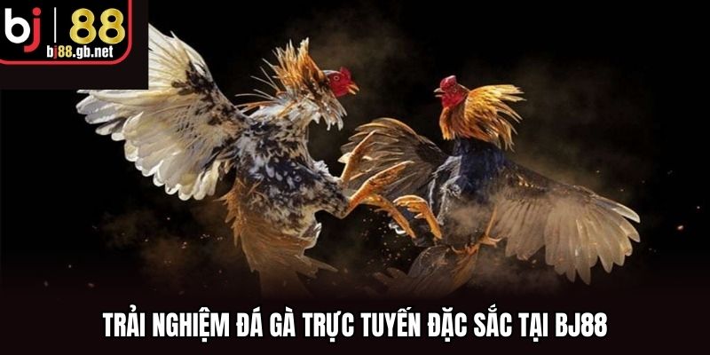 Trải nghiệm đá gà trực tuyến đặc sắc tại BJ88