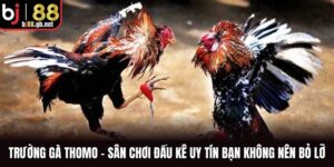 Trường Gà Thomo
