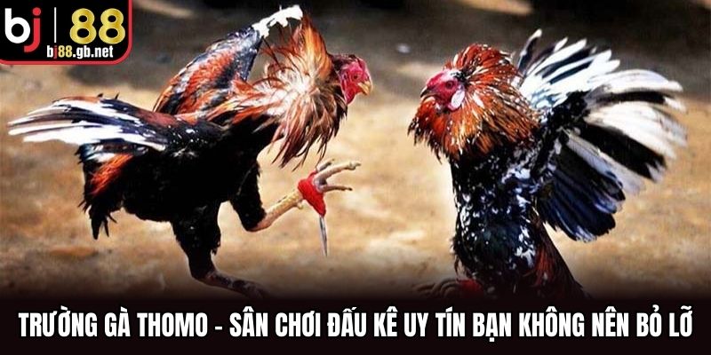 Trường Gà Thomo