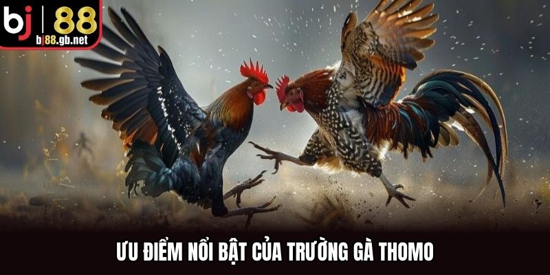 Ưu điểm nổi bật của trường gà Thomo