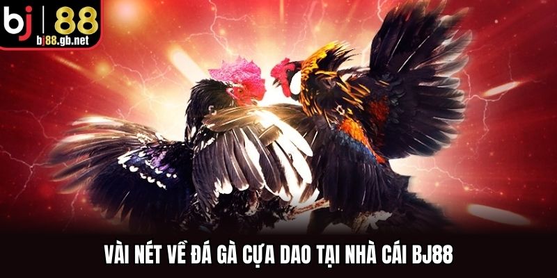 Vài nét về đá gà cựa dao tại nhà cái BJ88