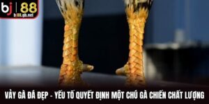Vảy Gà Đá Đẹp